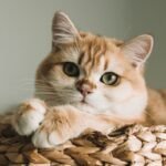 orange tabby cat on brown woven basket
