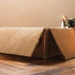 black and white cat in brown cardboard box