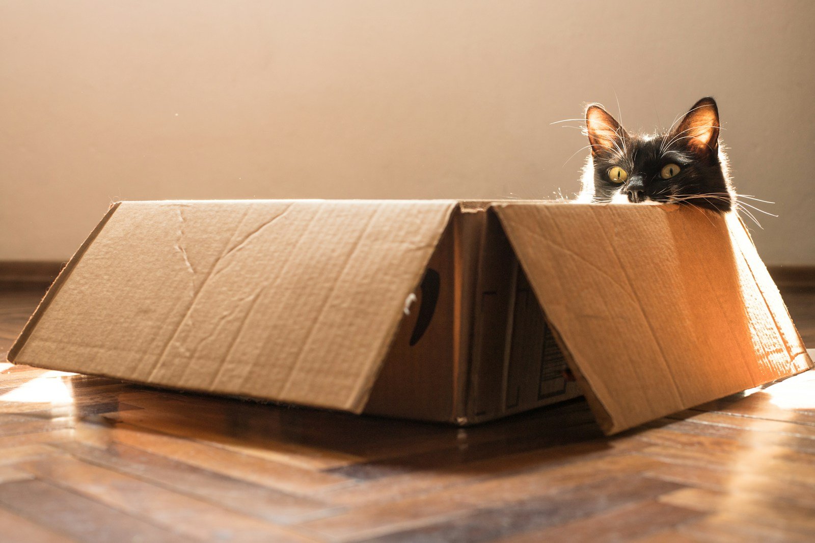 black and white cat in brown cardboard box