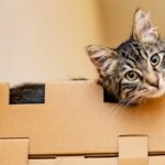 silver tabby cat on brown cardboard box
