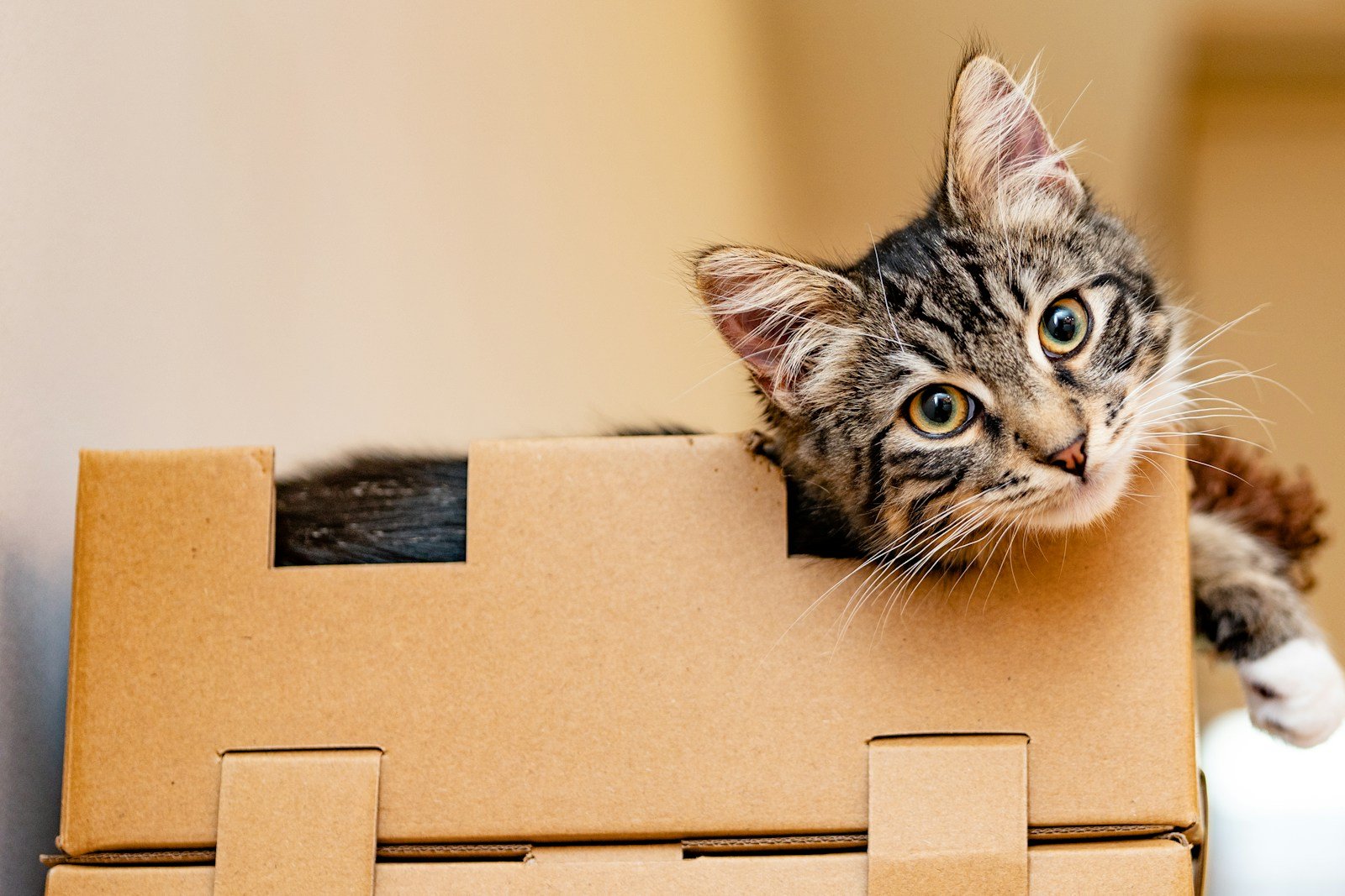 How To Instruct A Cat In The Art Of The Litter Box