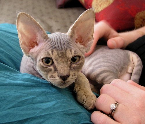 Devon rex cat