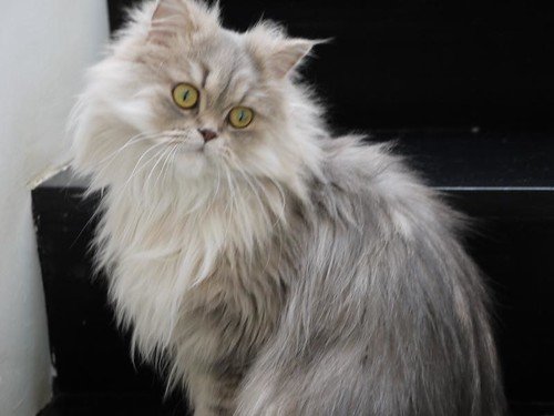 Persian cat