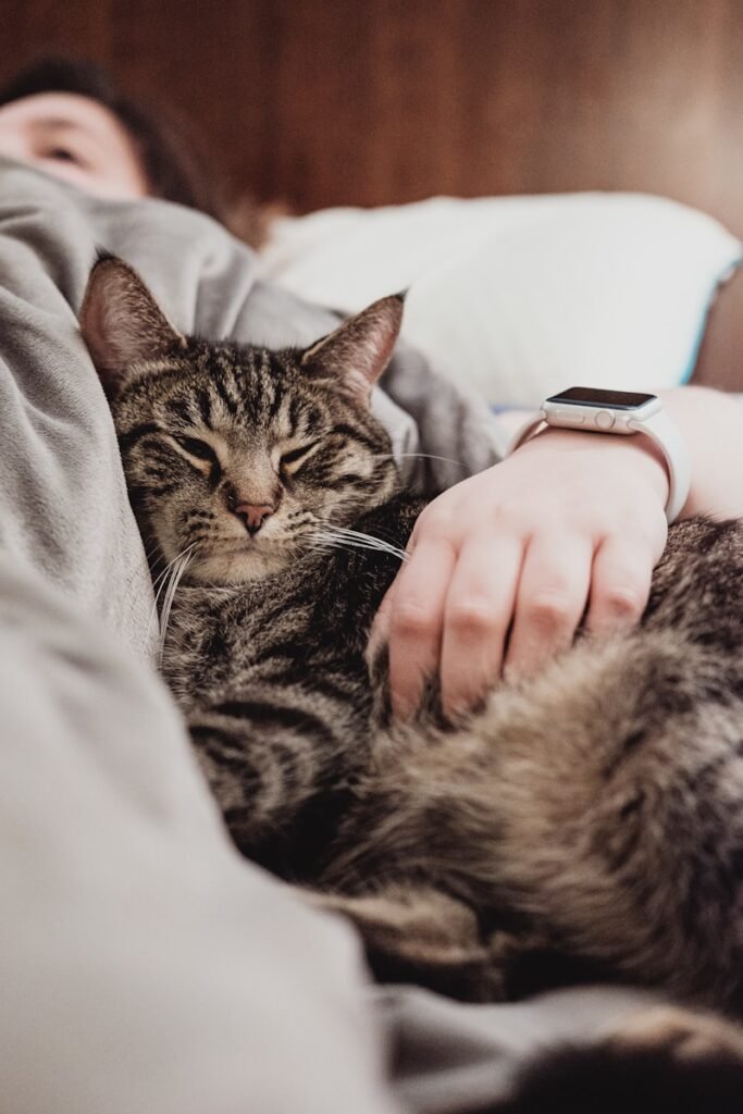 person holding gray tabby cat while lying on bed