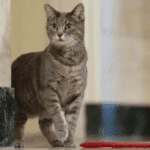 willow the cat