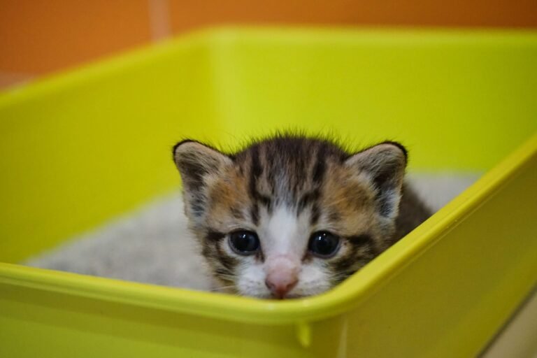 kitten in litter box