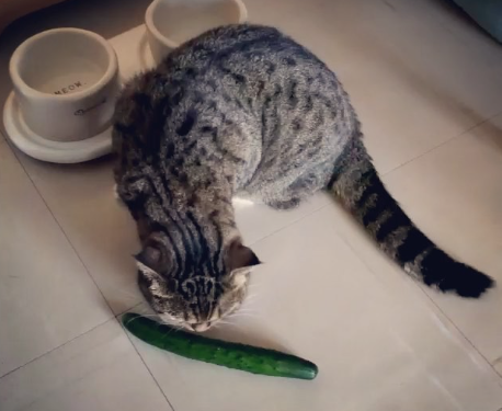 cat vs cucumber