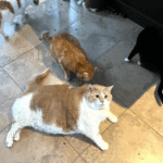 Sumo the cat on floor