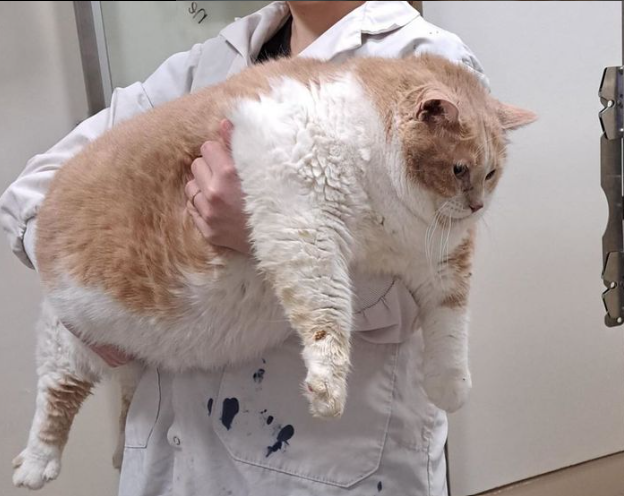 Axel the cat being carried by veterinarian