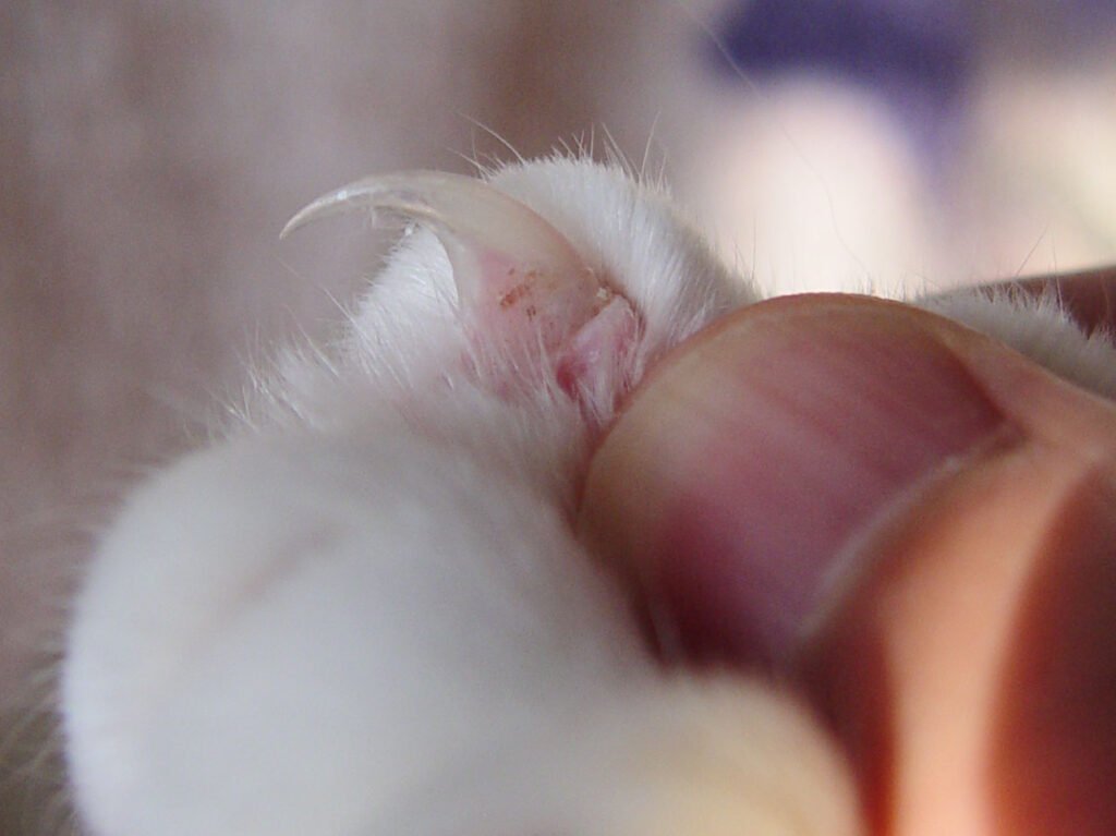 cat claw close up