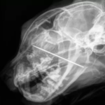 kevin sewing needle ct scan