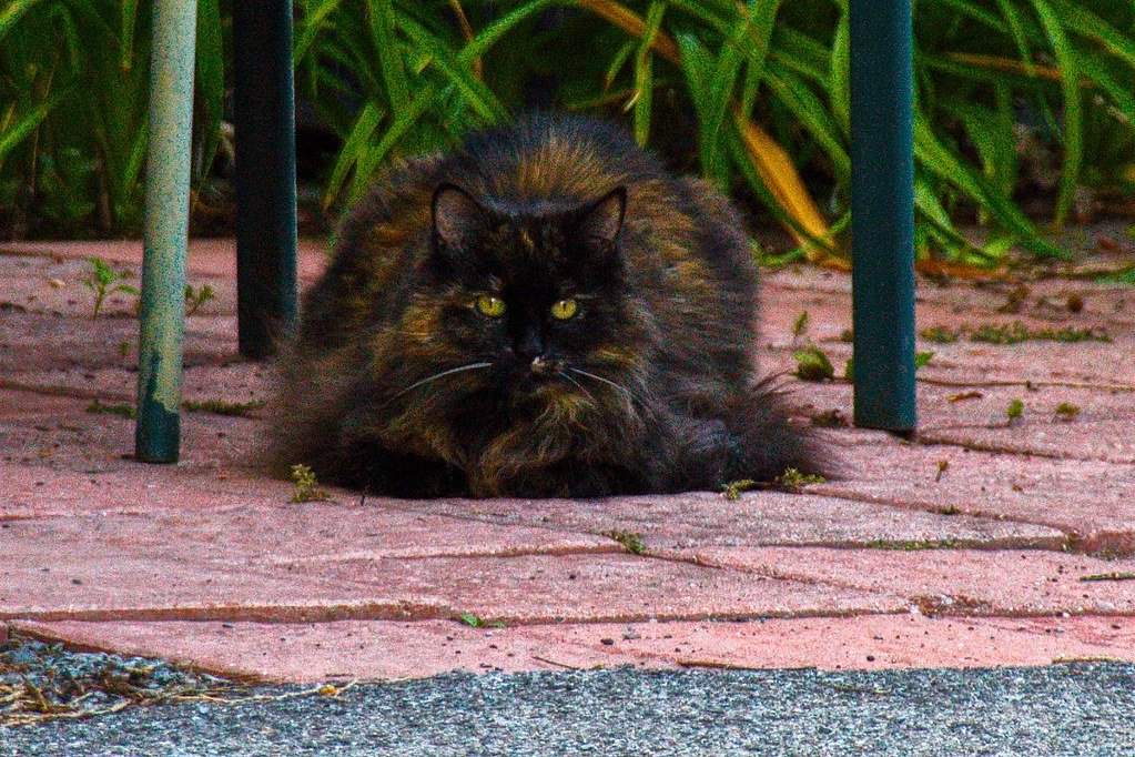 black siberian