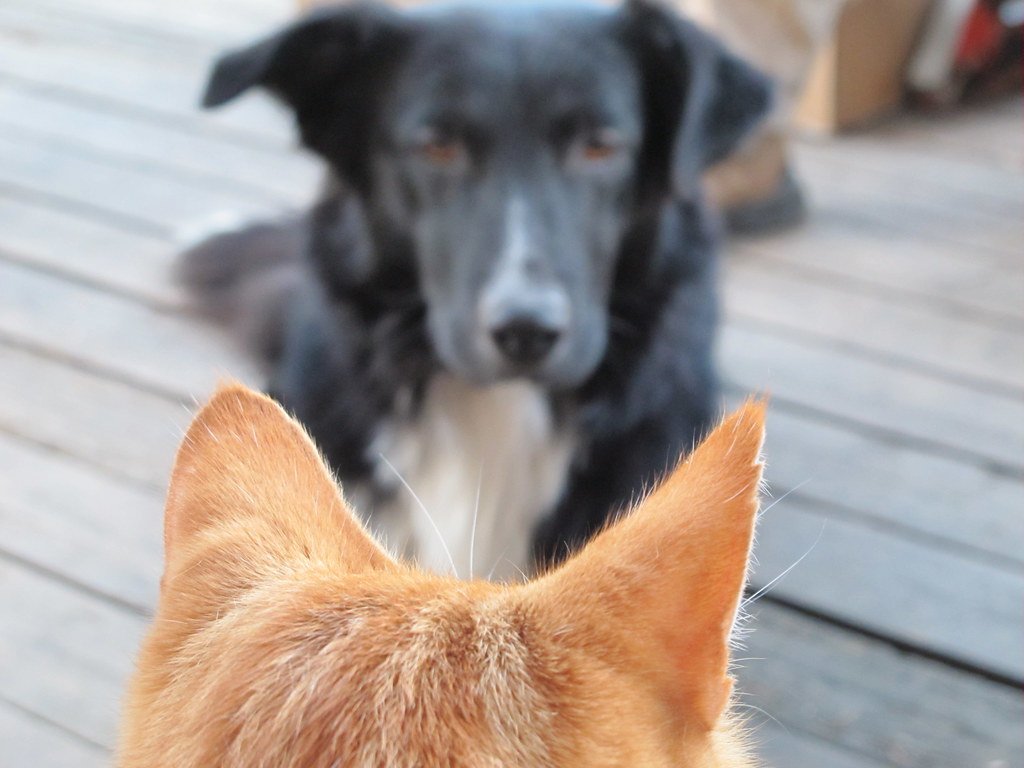 dog and cat