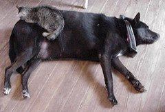 dog and cat