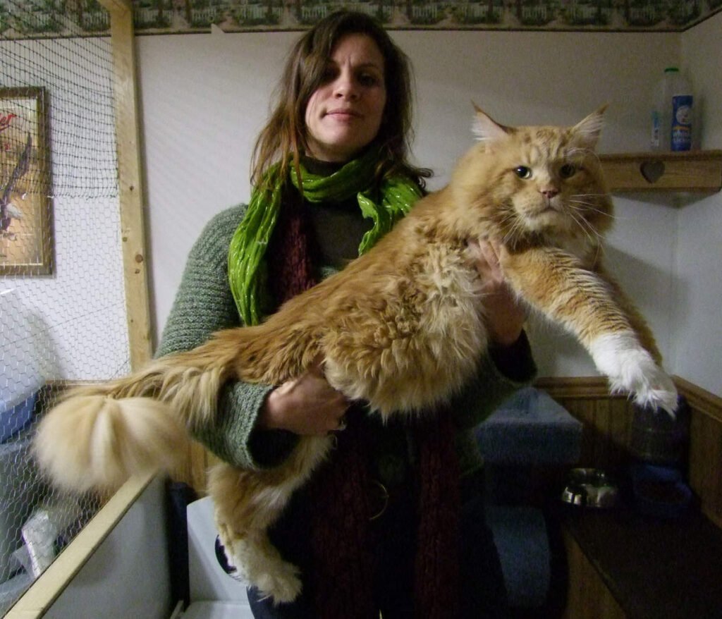 red tabby maine coon