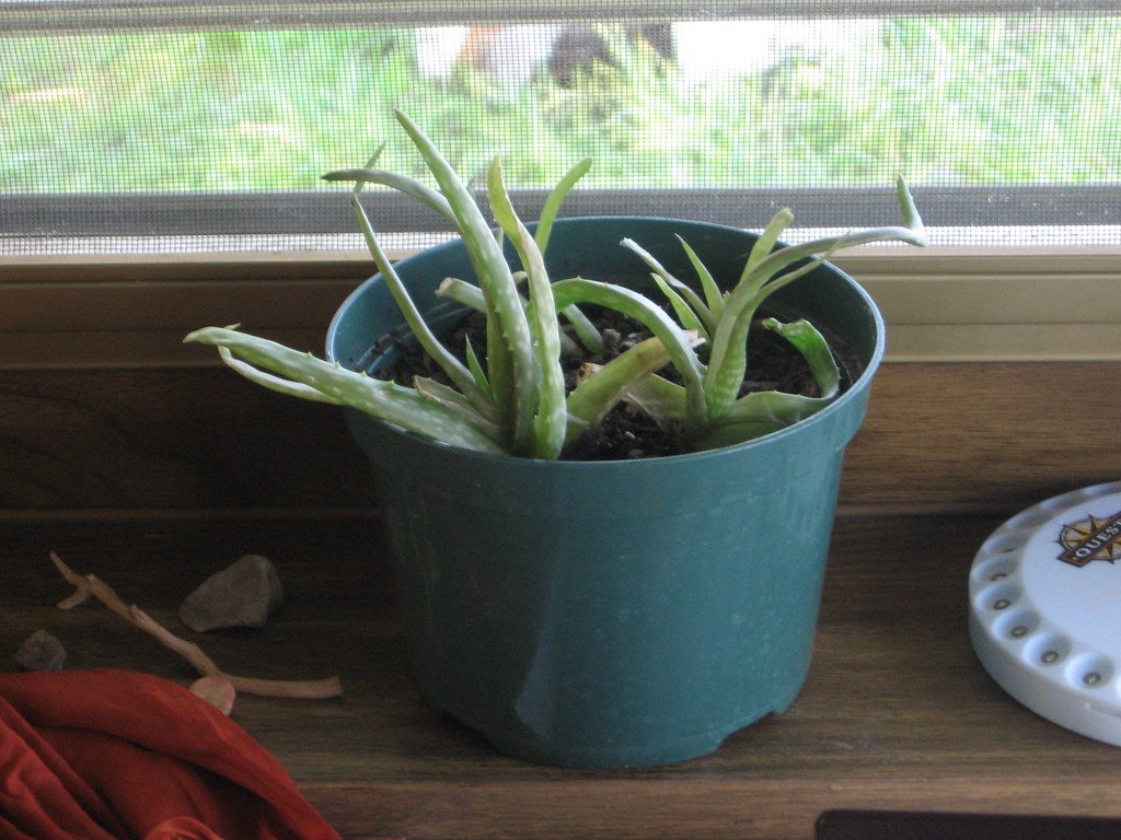 pot of aloe vera