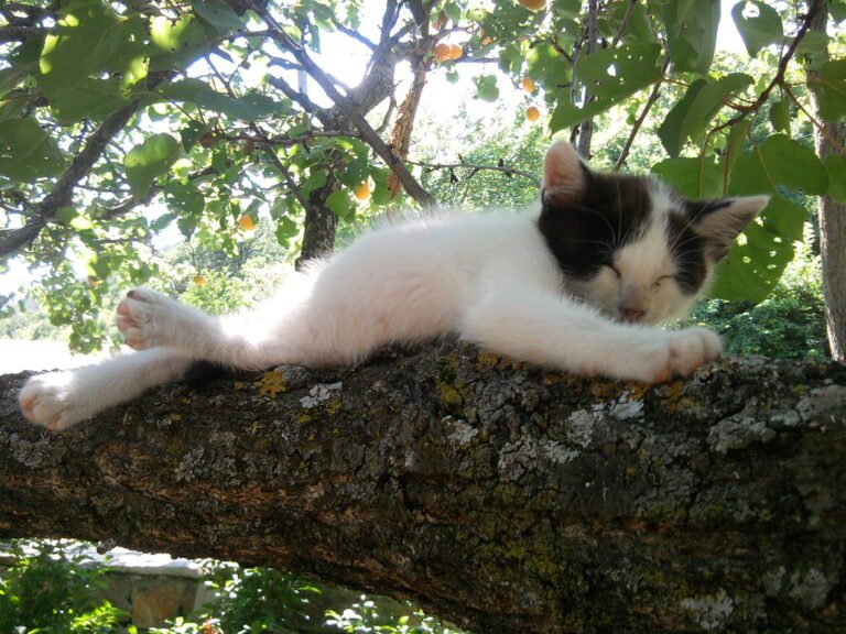 cat sleeping in apricot tree