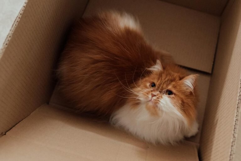 Adorable Persian cat lounging in a cardboard box, exuding warmth and coziness.