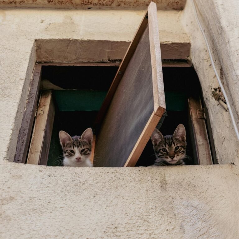 Two adorable kittens looking curiously out from a window, offering a delightful and playful scene.