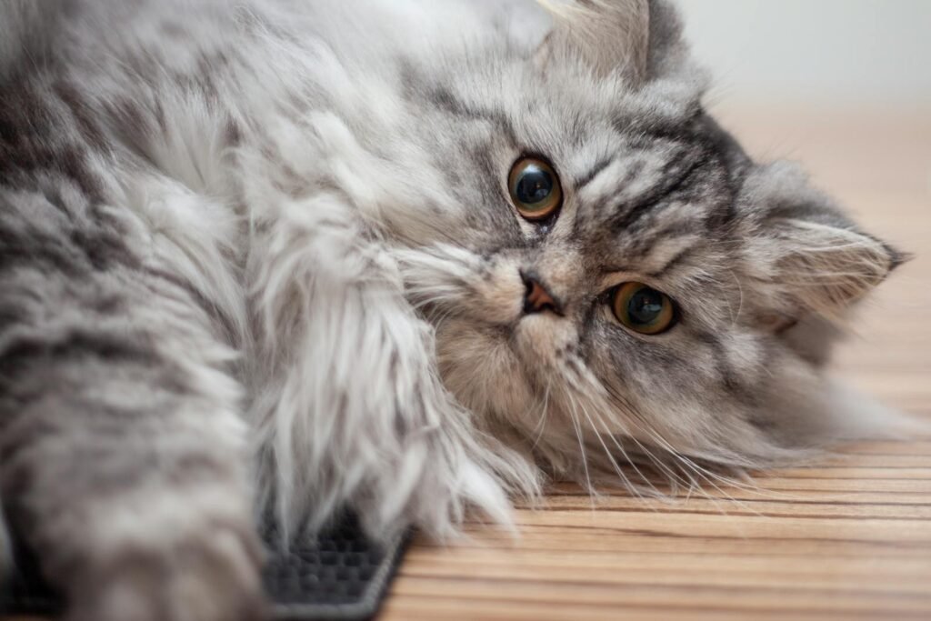 A fluffy gray Persian cat lying on a wooden floor, showcasing its beautiful fur.