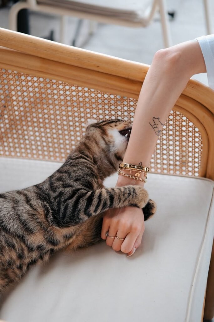 A playful tabby kitten bites a woman's arm indoors in Istanbul, Türkiye, showcasing a lighthearted moment.