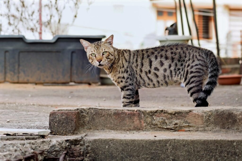 A curious tabby cat standing on outdoor steps, staring intently. Perfect for animal and pet-themed projects.