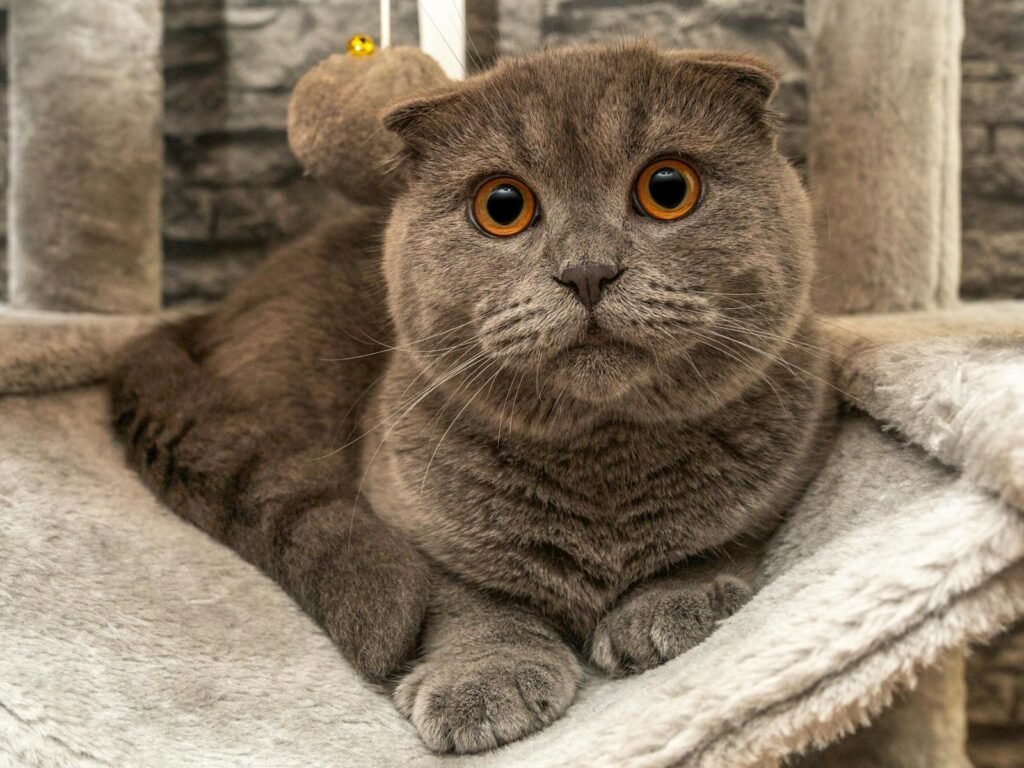 Charming Scottish Fold cat with wide eyes relaxing on a fluffy cat tree indoors.