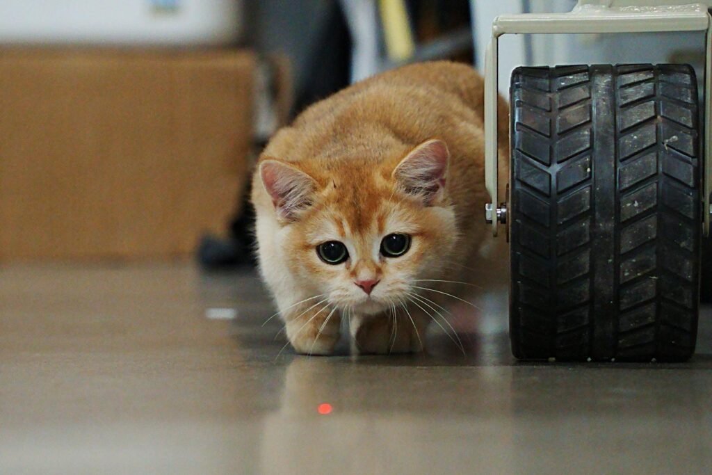 Adorable ginger cat curiously playing with a laser dot indoors beside a wheel.