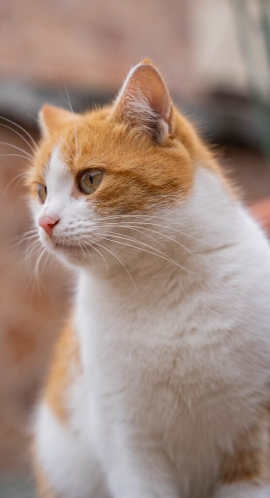 ginger white cat