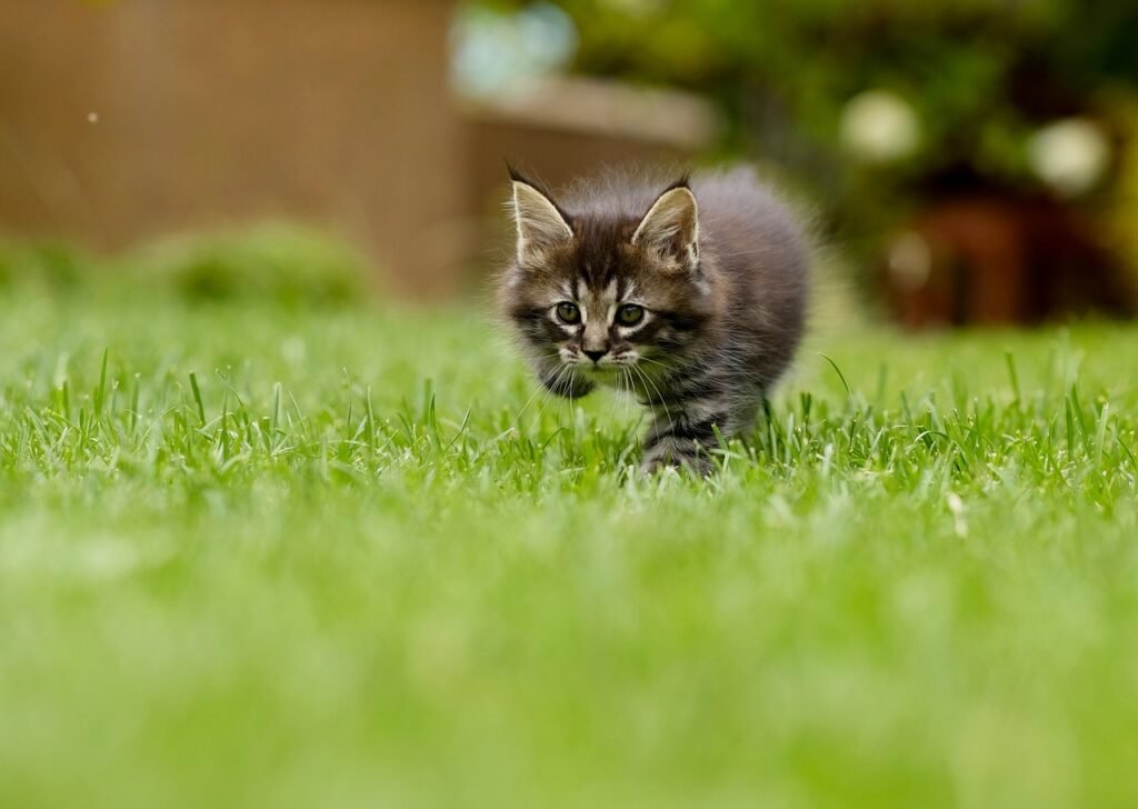 cat, kitten, grass