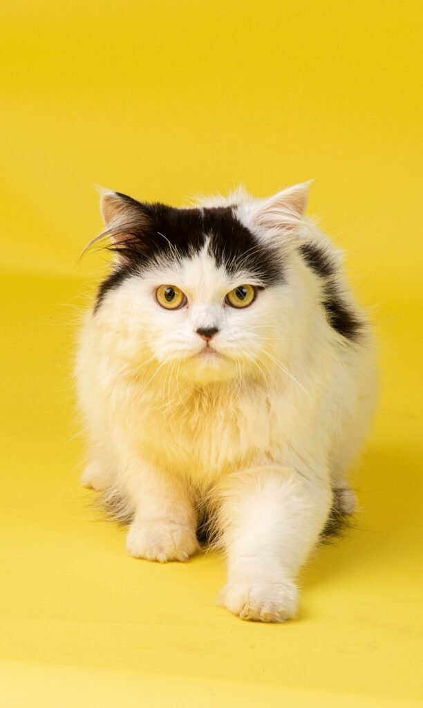 white cat in yellow background